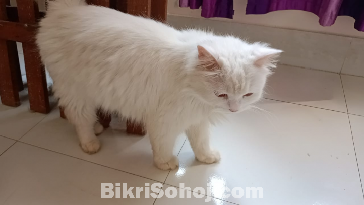 Persian Cat for sale